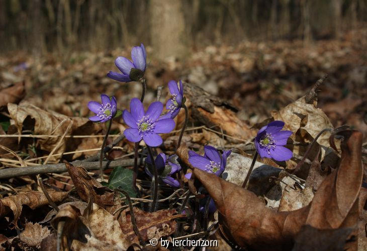 Hepatica nobilis