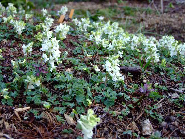 Corydalis malkensis