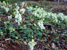 Corydalis malkensis