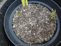 Castanea sativa Germination March 2014