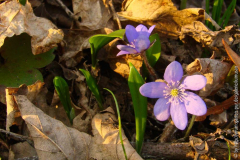 Leberblümchen