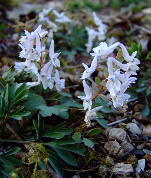 Corydalis repens var. watanabei