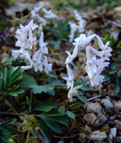Corydalis species