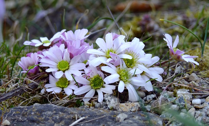 Callianthemum anemonoides