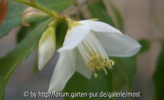 Salicifolia  märz14.jpg