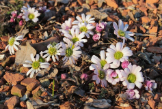 Callianthemum anemonoides