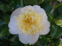 Gwenneth Morey 11_3_3.JPG