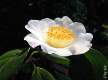 Fuji-no-yuki 14_3_2.JPG