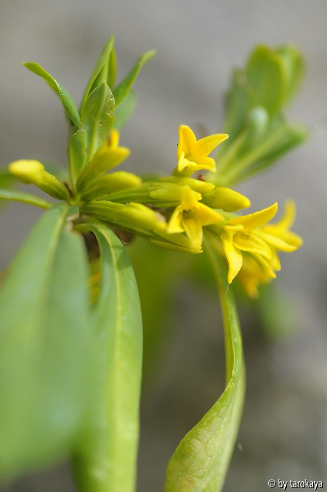 daphne jezoensis2 3/14