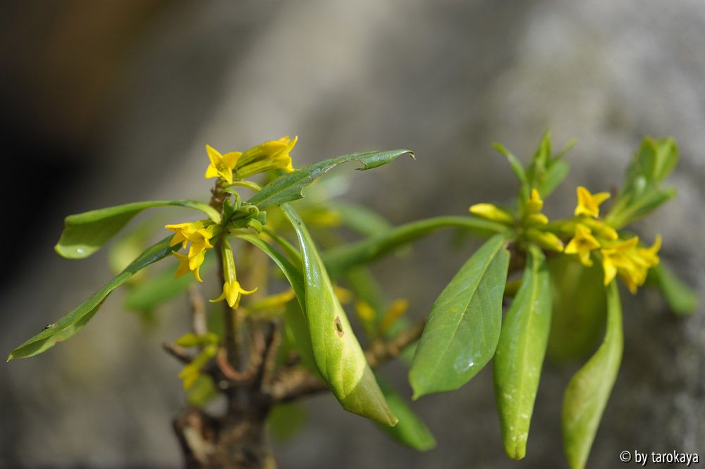 daphne jezoensis 3/14