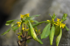 daphne jezoensis 3/14