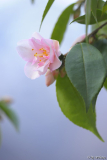 tiny princess 3/14