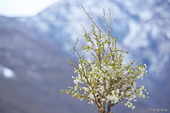 prunus incisa 'kojou no mai' 3/14