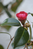 shikibu 3/14