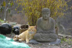 morgenmeditation