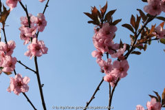 Prunus amigdal. 'Spring Glow'