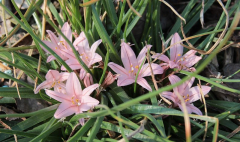 Asphodelus acaulis