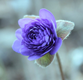 Hepatica nobilis Axel