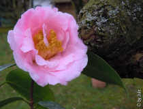 Orchid Prinzess 15_3_2.JPG