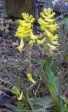 Corydalis_cheilanthifolia_14-2.jpg