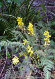 Corydalis_cheilanthifolia_14-1.jpg