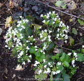Pachyphragma _macrophyllum_14-1.jpg