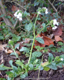 Pulmonaria_Sämling-weiß_14-1.jpg
