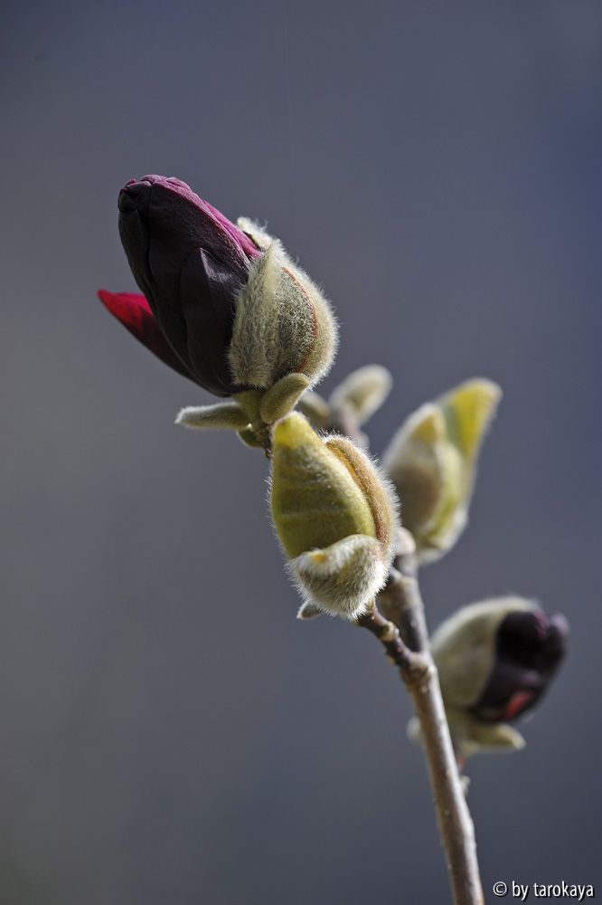 genie halboffen 3/14