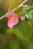 cornish spring 3/14