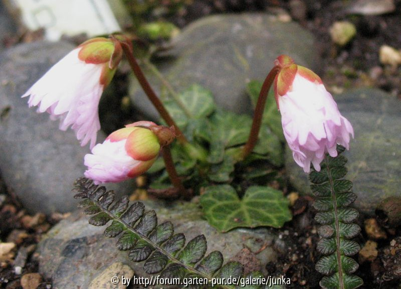 Shortia uniflora Kanto