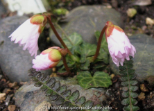 Shortia uniflora Kanto