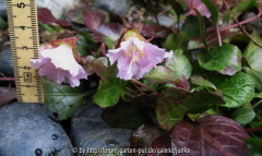 Shortia uniflora Nagoja 93