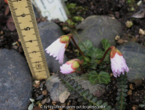 Shortia uniflora Kanto