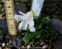 Shortia uniflora alba