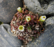 Diapensia lapponica
