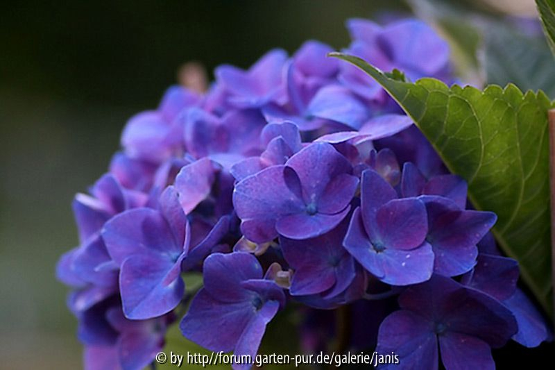 hydrangea_blau
