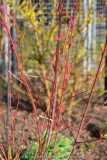 Acer