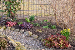 Heuchera-Beet