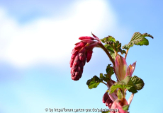 Blutjohannisbeere