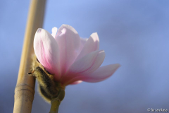 pink beauty2 3/14