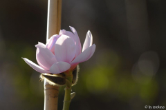 pink beauty 3/14