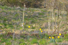 1. magnoliablüte hang 3/14