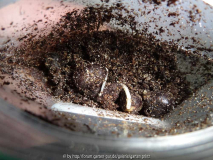 Paeonia suffruticosa Germination March 2