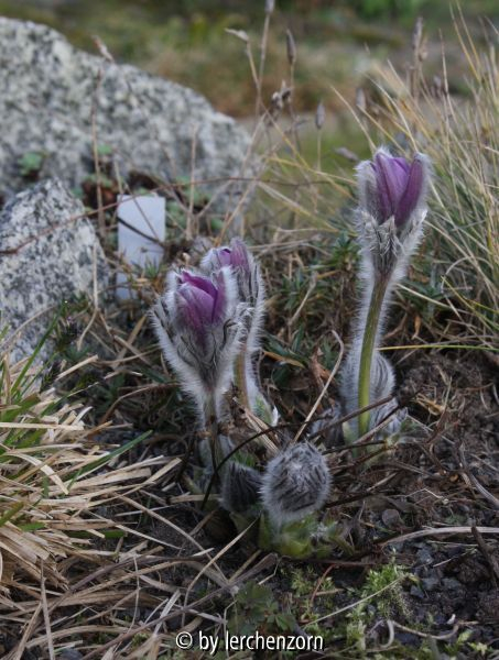 Pulsatilla vulgaris