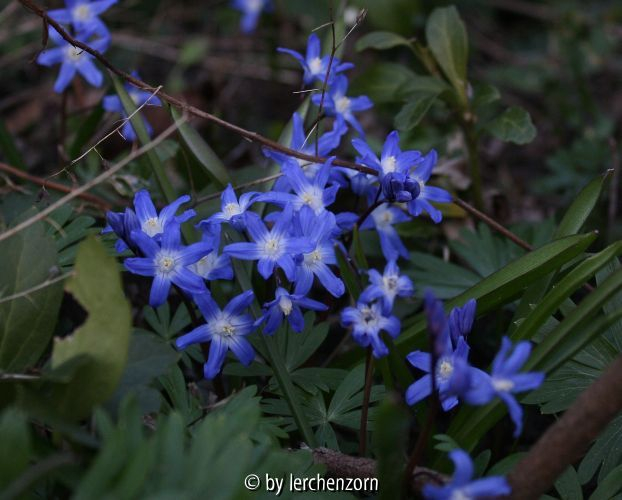Scilla siehei (Hybride mit S. sardensis?)