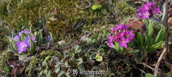 Primula denticulata
