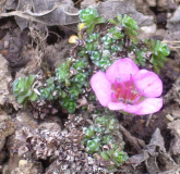 Saxifraga_oppositifolia_14-1.jpg