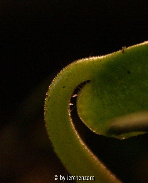 Soldanella frgl Hybride