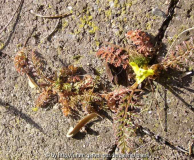Corydalis_cheilanthifolia_14-3.jpg