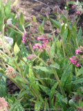 Pulmonaria_sacharata-RaspberrySplash_14-